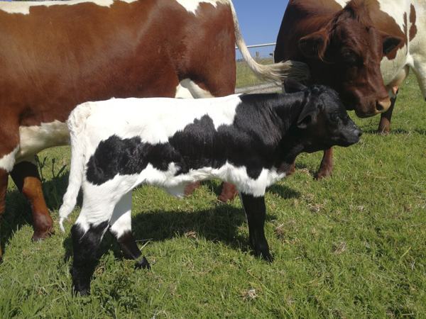 Pinzgauer Calf in Australia