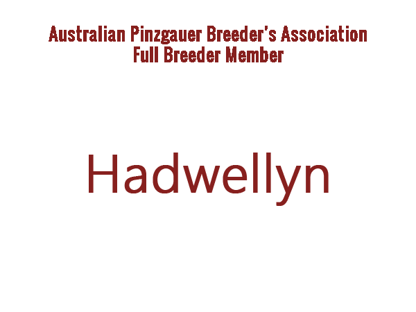 Hadwellyn Pinzgauers