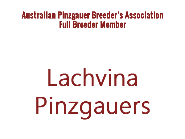 Lachvina